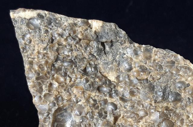 Meleagrinella substriata (MUENSTER 1831) in Monotisbank - Bild © FossNet FossilienStore